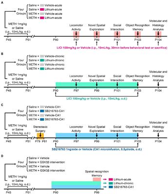 Effects of glycogen synthase kinase-3β activity inhibition on cognitive, behavioral, and hippocampal ultrastructural deficits in adulthood associated with adolescent methamphetamine exposure